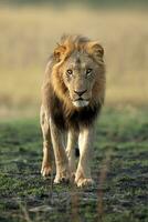 Male lion walking across the savannah. photo