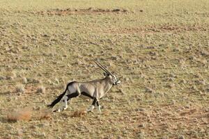 Oryx in the sand dunes of Sossusvlei, Namibia. photo