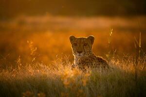 un leopardo en calentar tarde ligero. foto