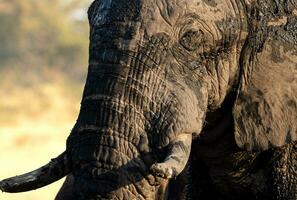 A muddy elephant walks away from a water hole. photo