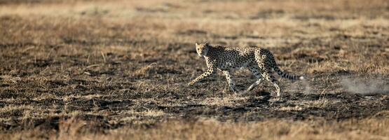 A cheetah moving across open and burnt savannah. photo