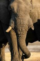 A bull Elephant in warm afternoon light. photo