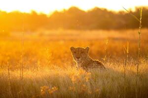 un leopardo en calentar tarde ligero. foto