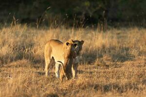 A lioness interacting with her cub. photo