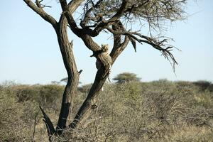 Leopard lazing in an acacia tree photo