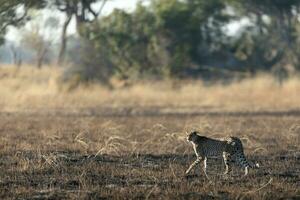 A cheetah moving across open and burnt savannah. photo