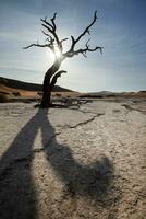 A dead tree in Deadvlei, Namibia. photo