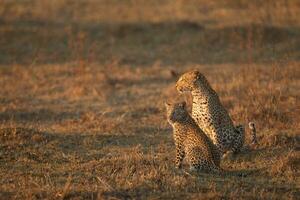 A leopard and her cub in the Okavango Delta. photo