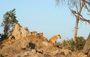 A lioness and her cubs. photo