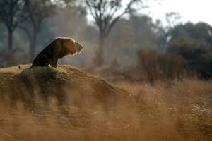 Lion roaring on top of a mound. photo