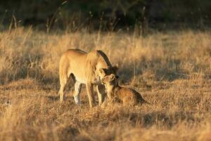 A lioness interacting with her cub. photo