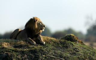 Male lion resting on a mound. photo