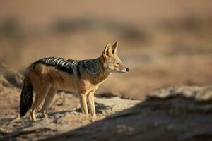 A Black backed Jackal in the desert. photo
