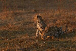 A leopard and her cub in the Okavango Delta. photo