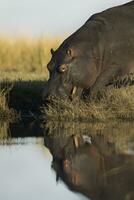 un hipopótamo entrando el agua en chobe nacional parque. foto