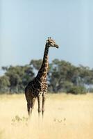 A large giraffe in the savannah. photo