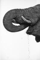 High key images of an elephant, close up. photo