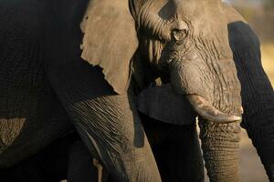 A bull Elephant in warm afternoon light, Namibia. photo