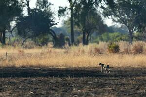 A cheetah moving across open and burnt savannah. photo