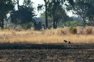 un leopardo Moviente a través de abierto y quemado sabana. foto