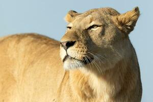 A lion enjoying the warm morning light. photo