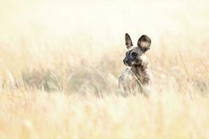 An African Wild dog hunting in long grass. photo