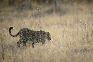 A leopard hunting in the undergrowth photo