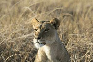 A lioness during a hunt in golden morning light. photo