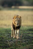 Male lion walking across the savannah. photo