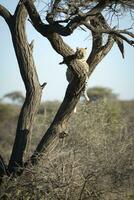 Leopard lazing in an acacia tree photo