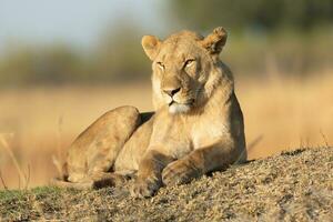 Lion resting in morning sunshine. photo