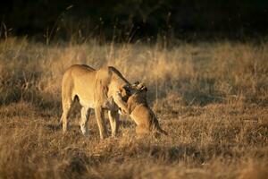 A lioness interacting with her cub. photo