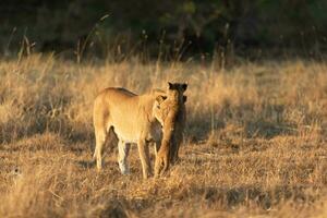 A lioness interacting with her cub. photo