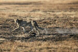 un leopardo Moviente a través de abierto y quemado sabana. foto