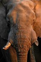 A large bull Elephant portrait in warm afternoon light, Namibia. photo