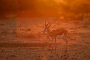 Springboks in golden afternoon light. photo