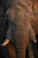 A portrait of a bull elephant. photo