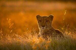 un leopardo en calentar tarde ligero. foto