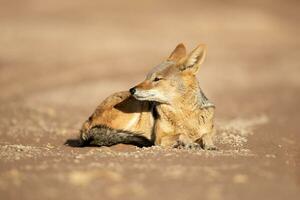 negro Respaldados chacal descansando en calentar Mañana luz, sossusvlei, Namibia. foto