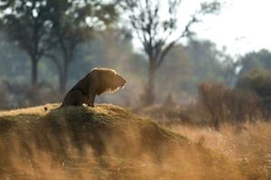 Lion roaring on top of a mound. photo