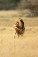 A male lion walking across open savannah. photo