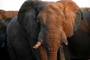 Large Bull Elephant at sunset. photo