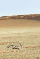 Oryx in the sand dunes of Sossusvlei, Namibia. photo