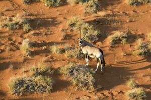 orix en el arena dunas de sossusvlei, Namibia. foto