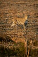 A leopard making its way through the undergrowth. photo