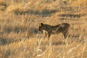 A lion cub contemplating its next move. photo