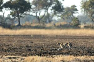 A cheetah moving across open and burnt savannah. photo