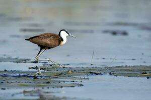 An African jacana walking on Lilly pads. photo