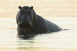 un hipopótamo en el chobe río, botsuana foto