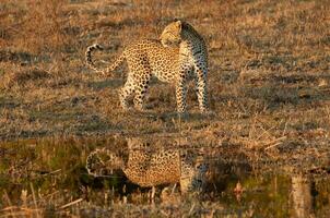 A leopard making its way through the undergrowth. photo